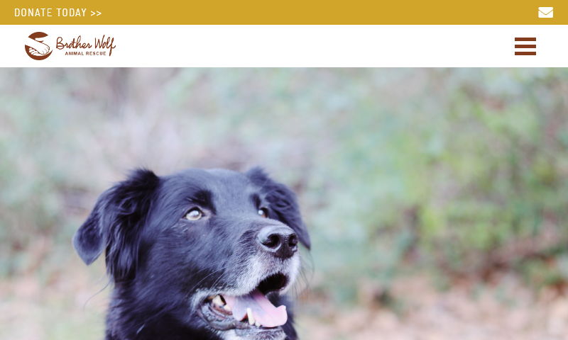 brotherwolfanimalrescue.org