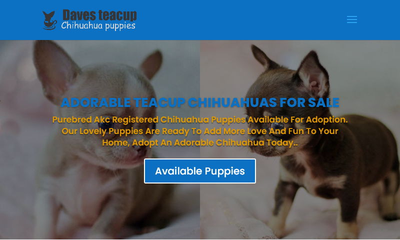 www.davesteacupchihuahua.com