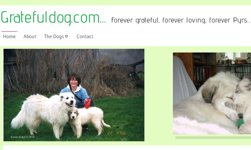 dogsoft.com.jpg