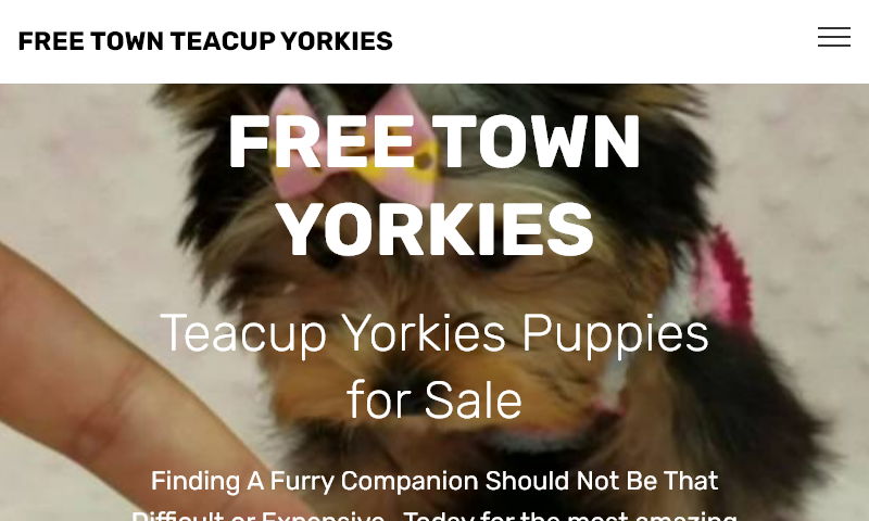 freetownyorkies.com