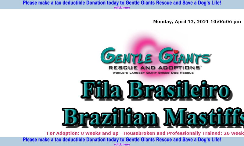 gentlegiantsrescue-fila-brasileiro-brazilian-mastiffs.com
