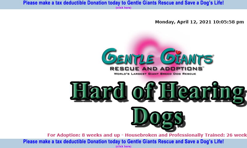 gentlegiantsrescue-hard-of-hearing-dogs.com