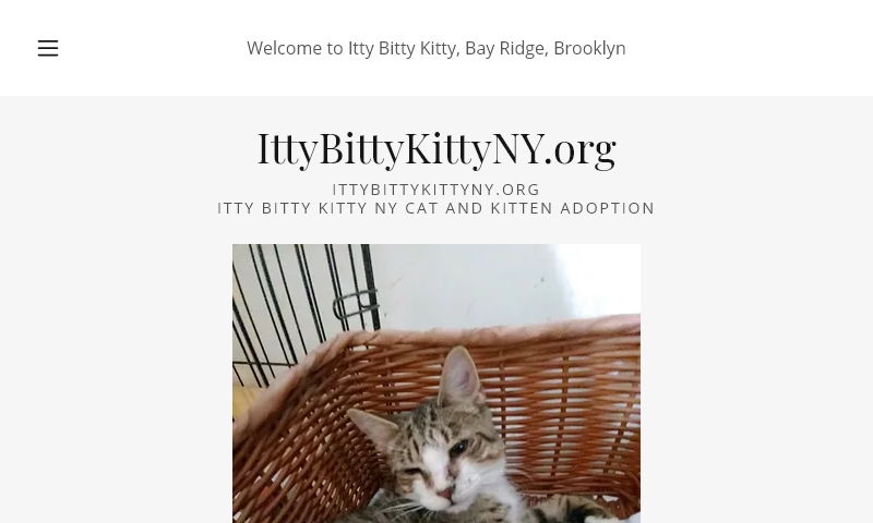 ittybittykittyny.org