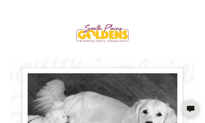 southplainsgoldens.com